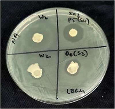 Bacillus strain BX77: a potential biocontrol agent for use against foodborne pathogens in alfalfa sprouts